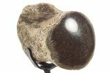 Polished Fossil Mosasaur Vertebra w/ Metal Stand - Texas #335053-1